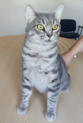 Titán - verspielter Pechvogel