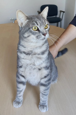 Titán - verspielter Pechvogel, EKH - Kater