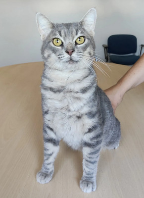 Titán - verspielter Pechvogel, EKH - Kater