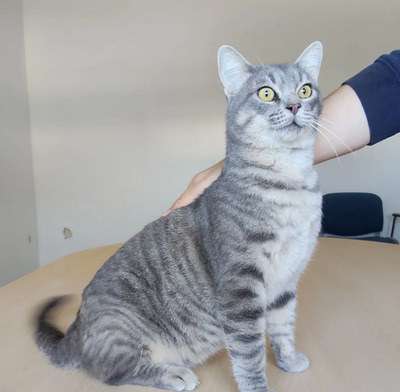 Titán - verspielter Pechvogel, EKH - Kater