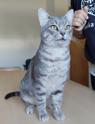 Titán - verspielter Pechvogel, EKH - Kater