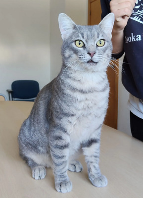 Titán - verspielter Pechvogel, EKH - Kater