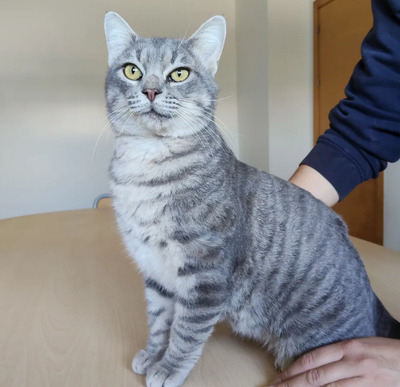 Titán - verspielter Pechvogel, EKH - Kater