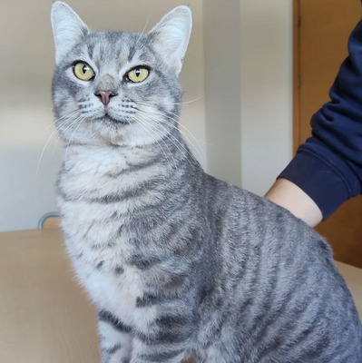 Titán - verspielter Pechvogel, EKH - Kater