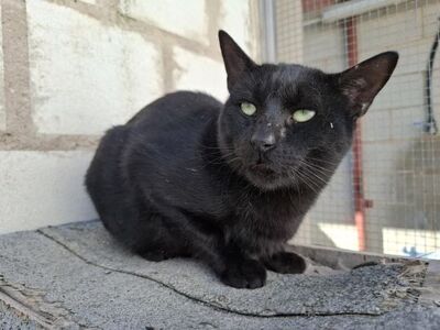 Tobias, Europäisch Kurzhaar - Kater