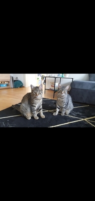 Toffee, EKH-Mischlinge - Kater 1