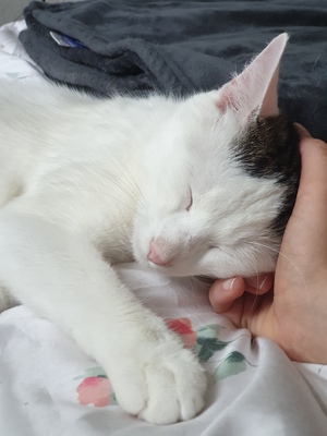 Tofu, Hauskatze Jungtier - Kater