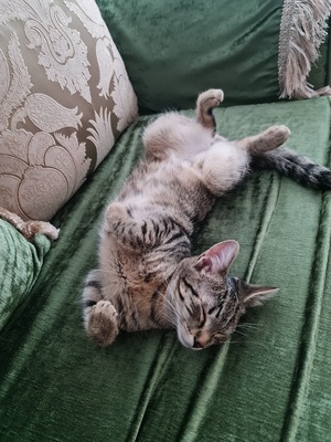 Tom, BKH Jungtier - Kater