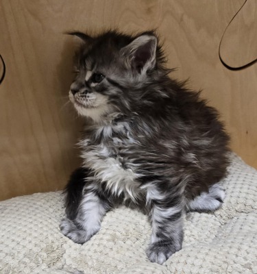 Tom Cruise und Bruce Willis, Maine Coon Jungtier - Katze