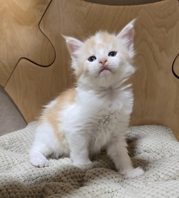 Tom Cruise und Bruce Willis, Maine Coon Jungtier - Katze