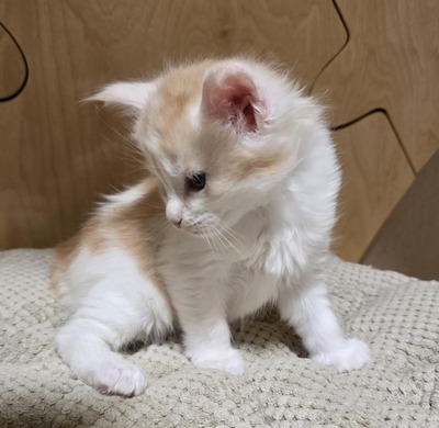 Tom Cruise und Bruce Willis, Maine Coon Jungtier - Katze