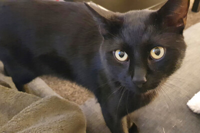 Tom, Europäische Hauskatze - Kater