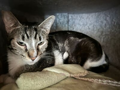 Tom, Europäische Hauskatze - Kater