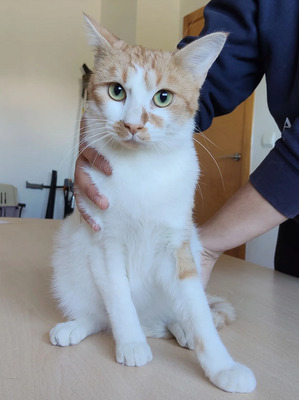 Tomás - entzückend, gesellig, etwas zurückhaltend, EKH - Kater