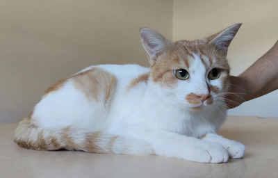 Tomás - entzückend, gesellig, etwas zurückhaltend, EKH - Kater