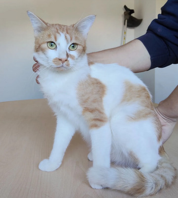 Tomás - entzückend, gesellig, etwas zurückhaltend, EKH - Kater