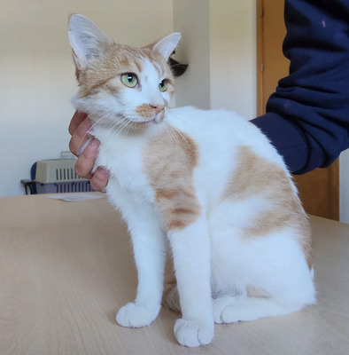 Tomás - entzückend, gesellig, etwas zurückhaltend, EKH - Kater