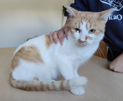 Tomás - entzückend, gesellig, etwas zurückhaltend, EKH - Kater