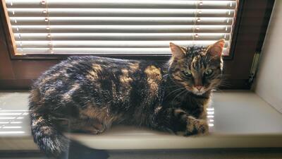 Tom und Lili, Europäische Hauskatzen - Kater