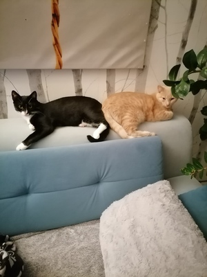 Tonny und Elly, Hauskatzen - Kater