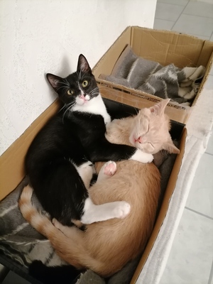 Tonny und Elly, Hauskatzen - Kater