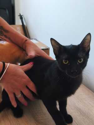 Topaz und Onyx, gemeinsam auf der Suche nach Iher Familie, EKH Jungtier - Kater