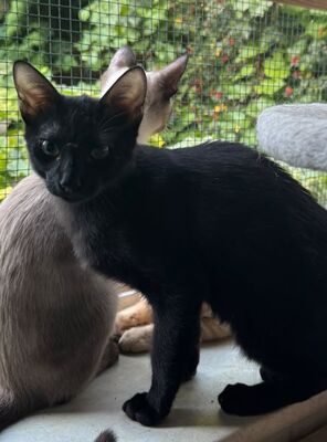 Topaz und Onyx, gemeinsam auf der Suche nach Iher Familie, EKH Jungtier - Kater