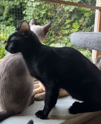 Topaz und Onyx, gemeinsam auf der Suche nach Iher Familie, EKH Jungtier - Kater