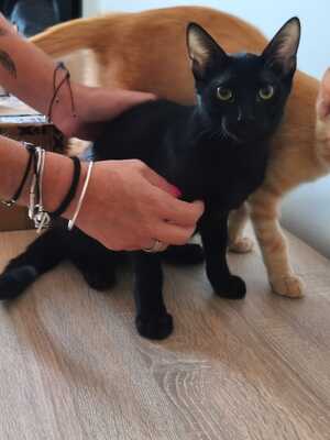 Topaz und Onyx, gemeinsam auf der Suche nach Iher Familie, EKH Jungtier - Kater