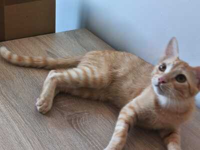 Topaz und Onyx, gemeinsam auf der Suche nach Iher Familie, EKH Jungtier - Kater