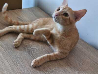 Topaz und Onyx, gemeinsam auf der Suche nach Iher Familie, EKH Jungtier - Kater