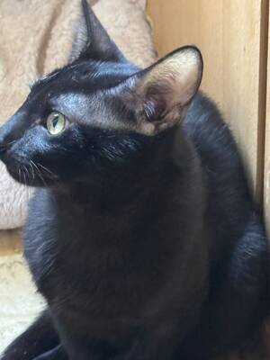 Topaz und Onyx, gemeinsam auf der Suche nach Iher Familie, EKH Jungtier - Kater