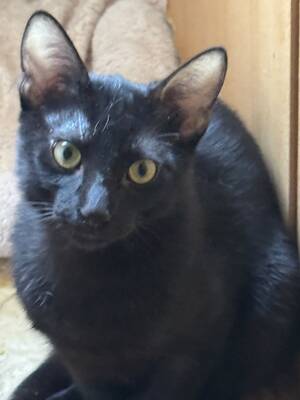 Topaz und Onyx, gemeinsam auf der Suche nach Iher Familie, EKH Jungtier - Kater