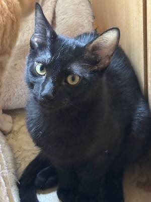 Topaz und Onyx, gemeinsam auf der Suche nach Iher Familie, EKH Jungtier - Kater