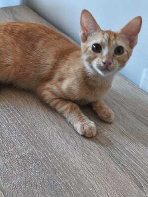 Topaz und Onyx, gemeinsam auf der Suche nach Iher Familie, EKH Jungtier - Kater