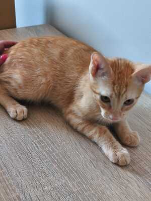 Topaz und Onyx, gemeinsam auf der Suche nach Iher Familie, EKH Jungtier - Kater