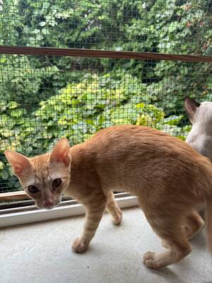 Topaz und Onyx, gemeinsam auf der Suche nach Iher Familie, EKH Jungtier - Kater