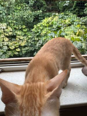 Topaz und Onyx, gemeinsam auf der Suche nach Iher Familie, EKH Jungtier - Kater