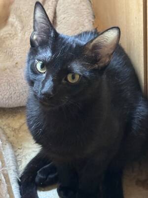 Topaz und Onyx, gemeinsam auf der Suche nach Iher Familie, EKH Jungtier - Kater