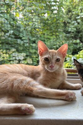 Topaz und Onyx, gemeinsam auf der Suche nach Iher Familie, EKH Jungtier - Kater
