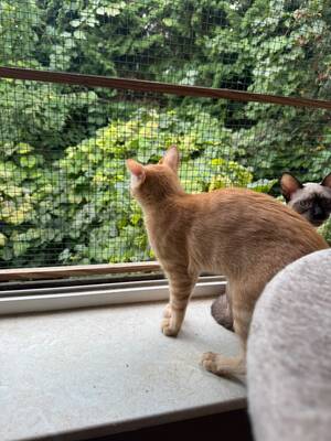 Topaz und Onyx, gemeinsam auf der Suche nach Iher Familie, EKH Jungtier - Kater