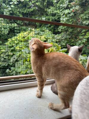 Topaz und Onyx, gemeinsam auf der Suche nach Iher Familie, EKH Jungtier - Kater