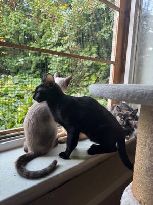 Topaz und Onyx, gemeinsam auf der Suche nach Iher Familie, EKH Jungtier - Kater