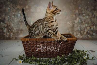 Traumhaft schöne und verschmuste Bengal Kitten mit tollen Rosetten; Alfred & Co haben ihre Koffer gepackt., Bengal Jungtier - Kater