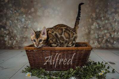 Traumhaft schöne und verschmuste Bengal Kitten mit tollen Rosetten; Alfred & Co haben ihre Koffer gepackt., Bengal Jungtier - Kater