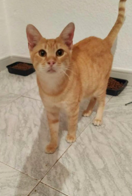 Traumkaterchen LEO bei München (ALM) - Kater