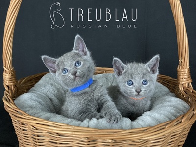 TreuBlau, Russisch Blau Jungtier - Katze