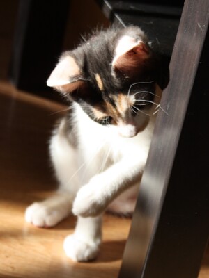 Trikolore, Unbekannt Jungtier - Katze