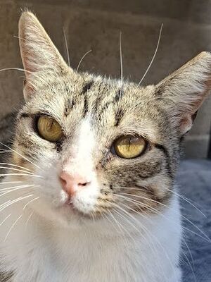 Trini, Europäisch Kurzhaar - Katze