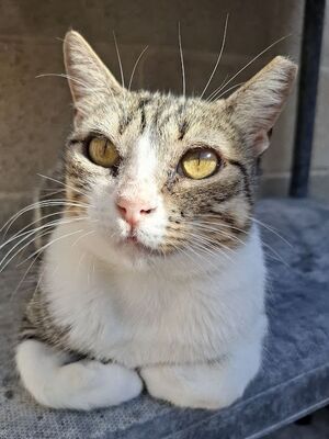 Trini, Europäisch Kurzhaar - Katze